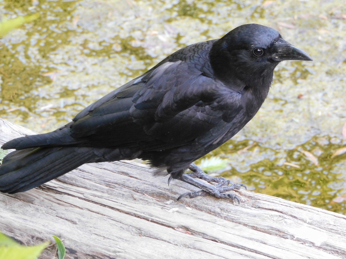 American Crow - ML341911791