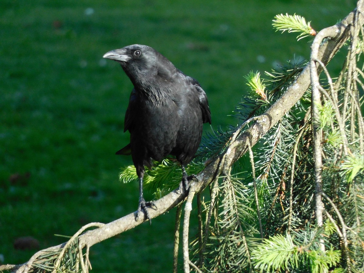 American Crow - ML341911811