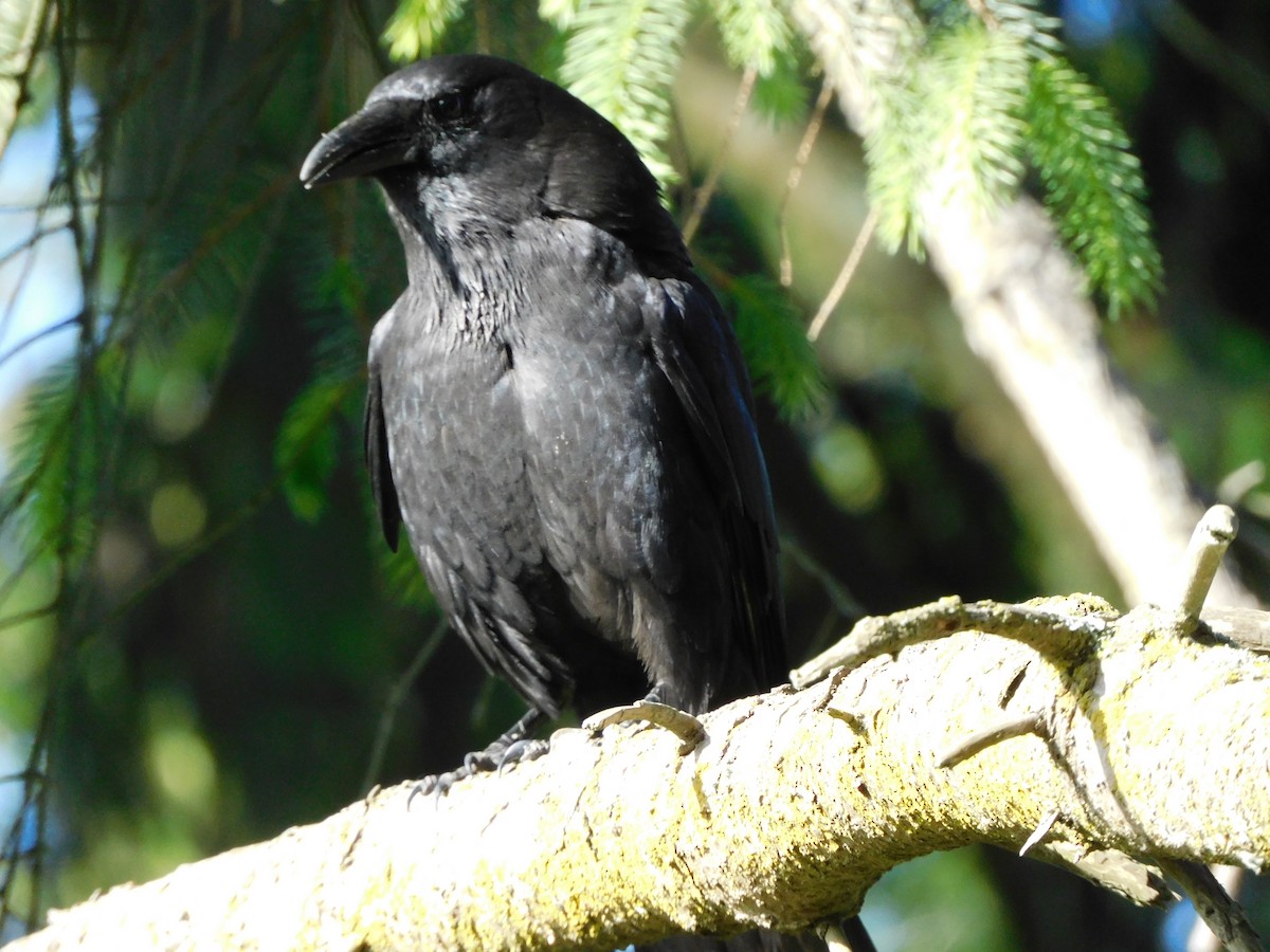 American Crow - ML341912161