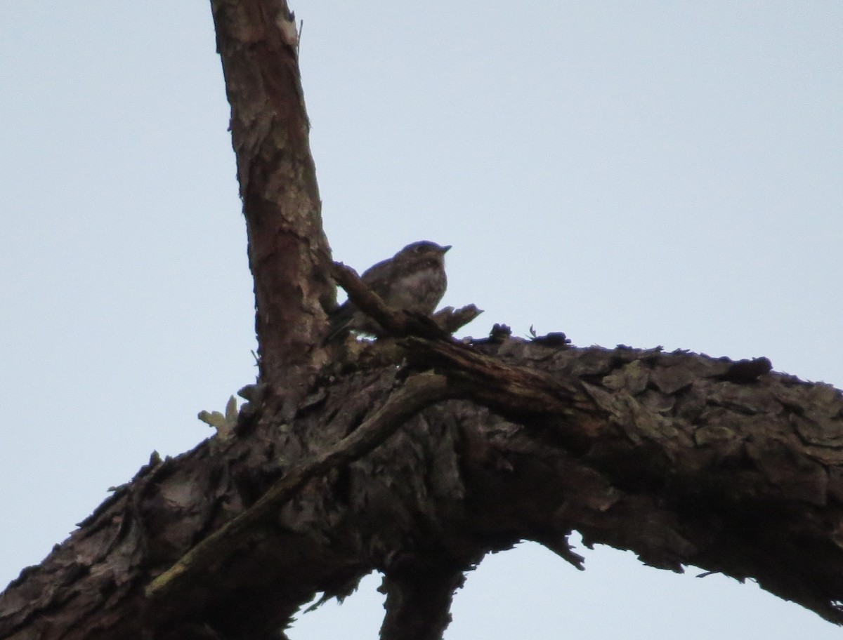 Eastern Bluebird - ML341913471