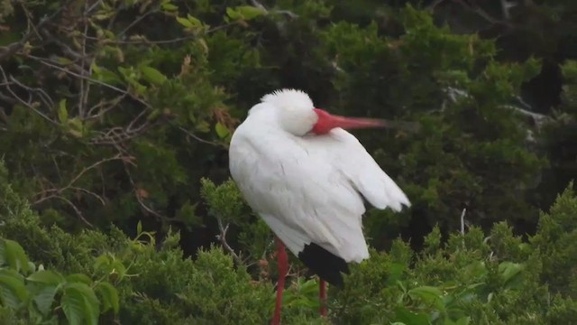 White Ibis - ML341913911