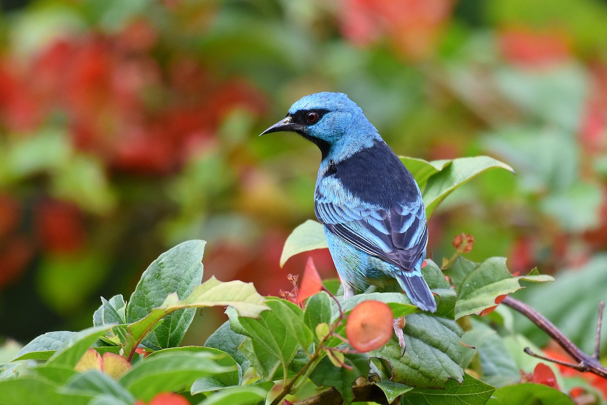 Blue Dacnis - ML341913961