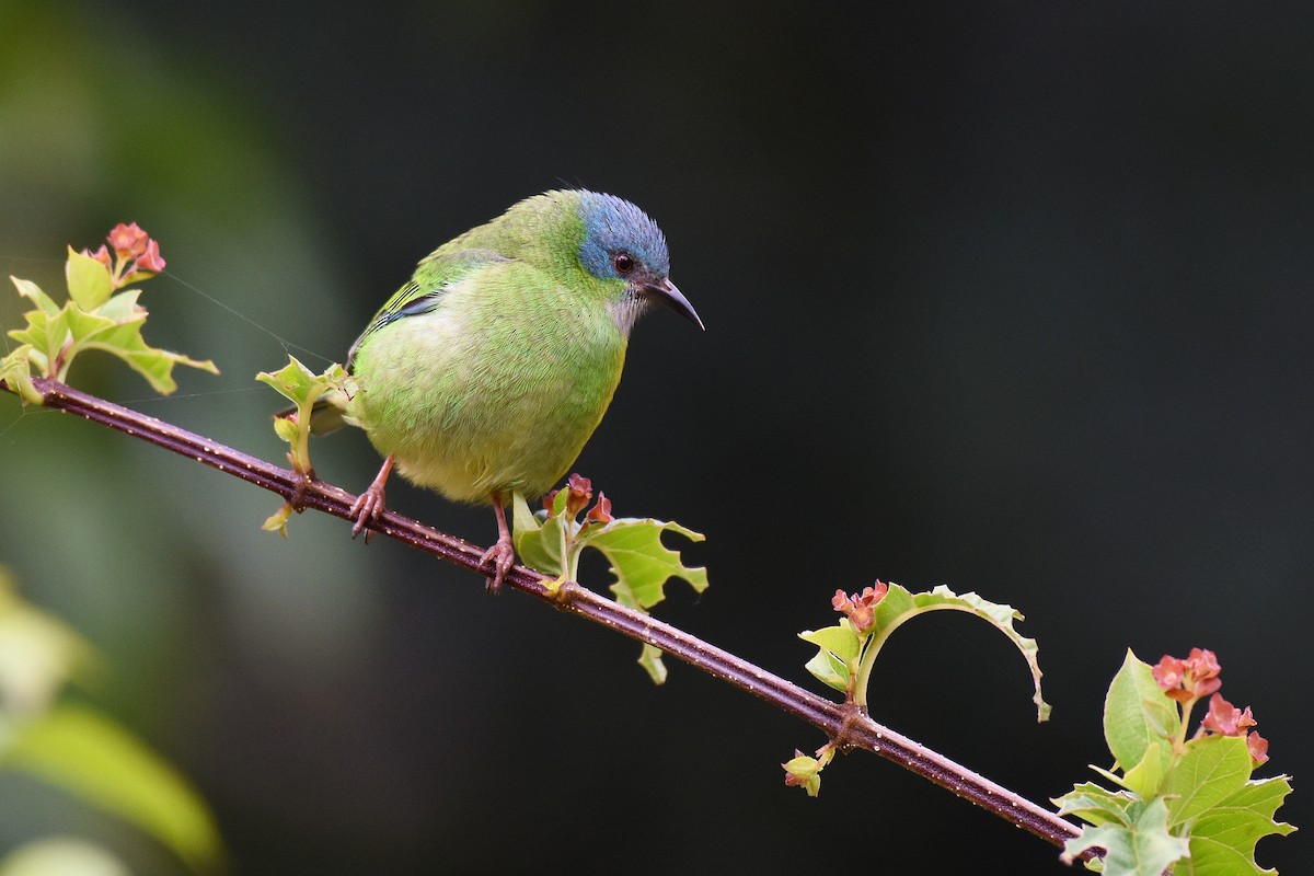 Blue Dacnis - ML341913981