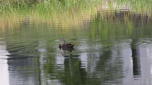 Canard brun (fulvigula) - ML341914791