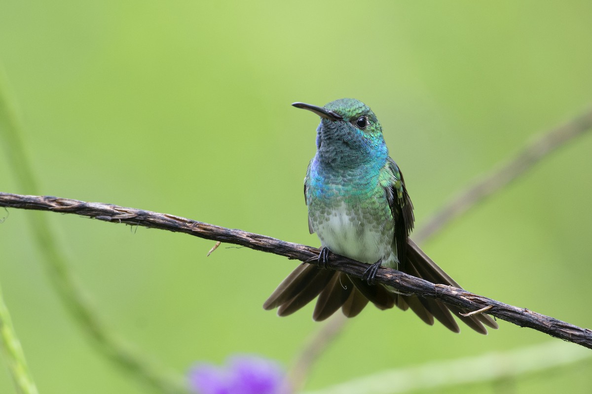 Mangrove Hummingbird - ML341915481