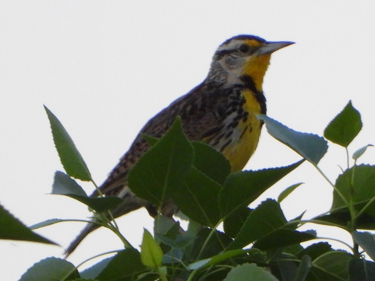 Western Meadowlark - ML341915981