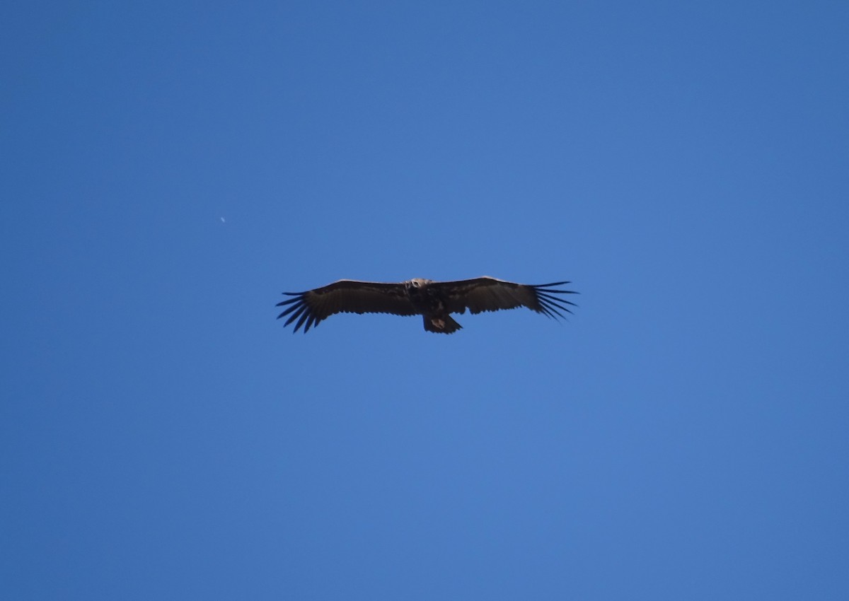 Cinereous Vulture - ML341916061