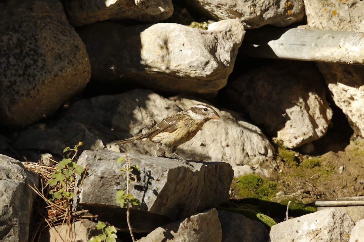 Rose-breasted Grosbeak - ML34191691