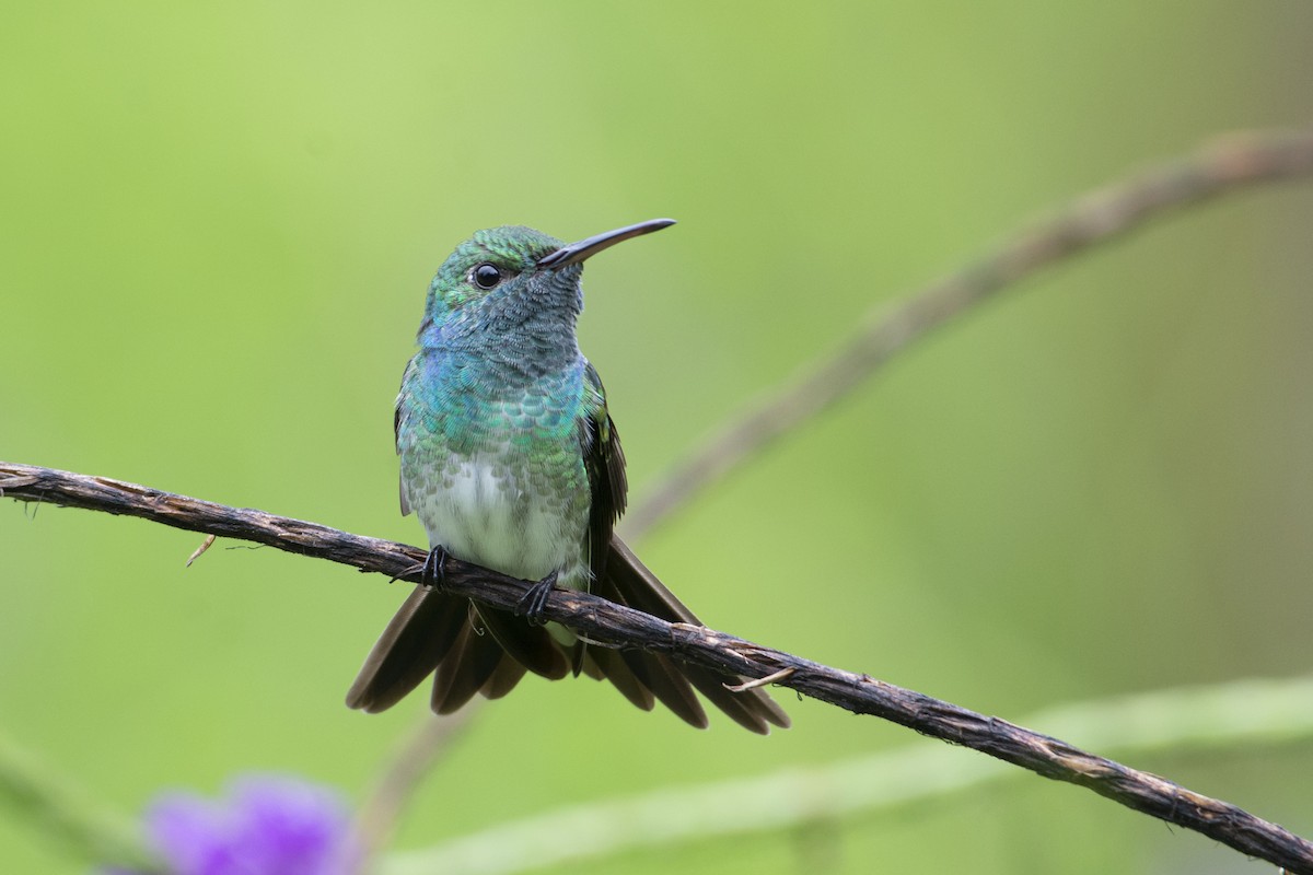 Mangrove Hummingbird - ML341917831