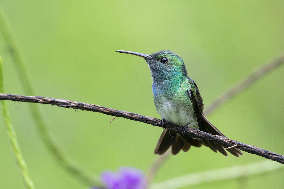 Mangrove Hummingbird - ML341917861