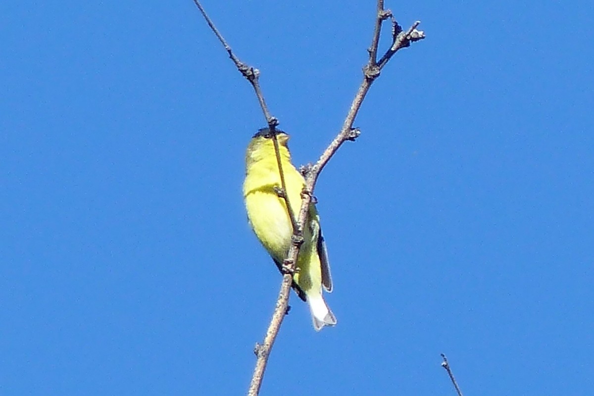 Lesser Goldfinch - Susan Voelker