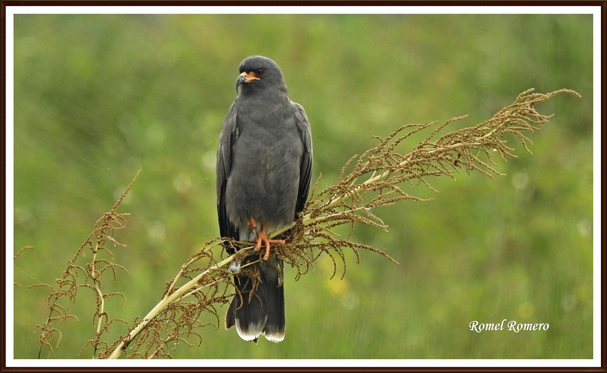 Snail Kite - Romel Romero