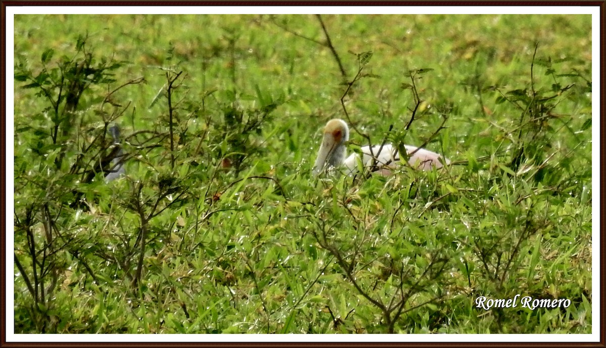 Roseate Spoonbill - ML34191961