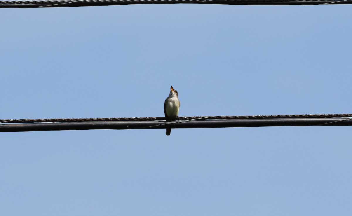 Willow Flycatcher - ML341919961