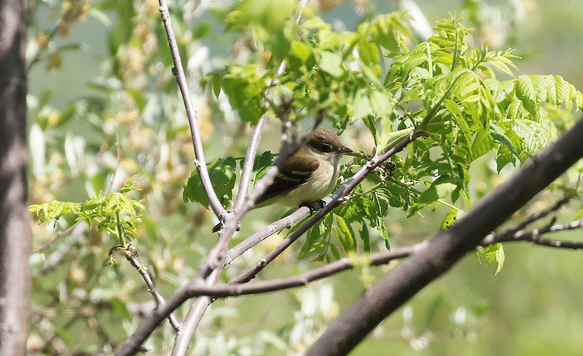 Alder Flycatcher - ML341920041