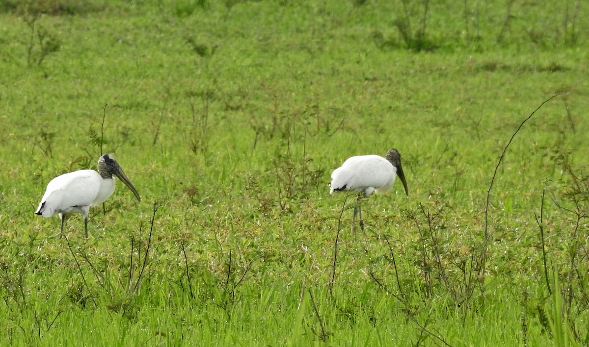 Wood Stork - ML34192101