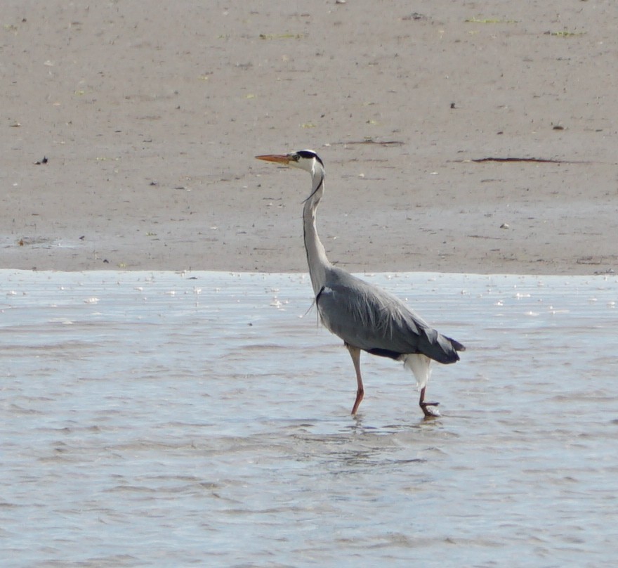 Хөх дэглий - ML341921181