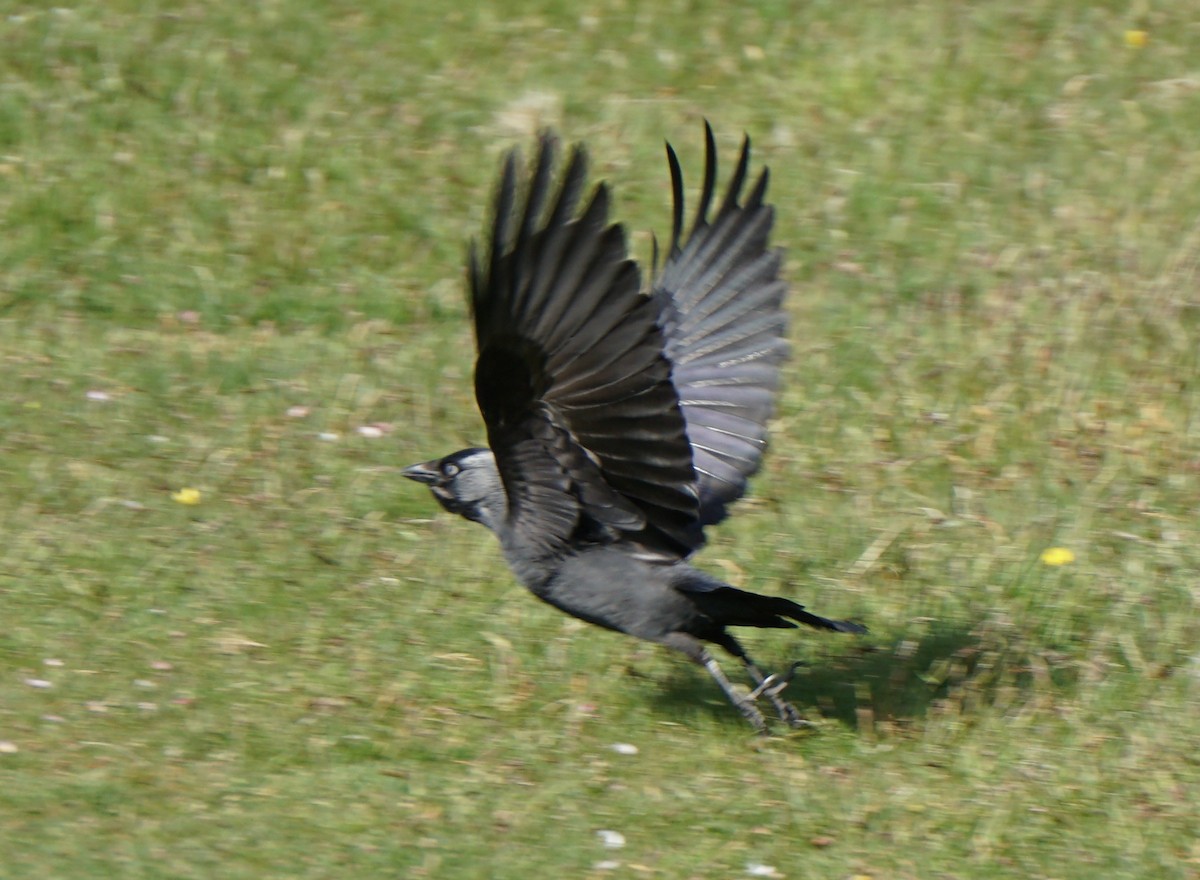 Харлаг хэрээ - ML341921221