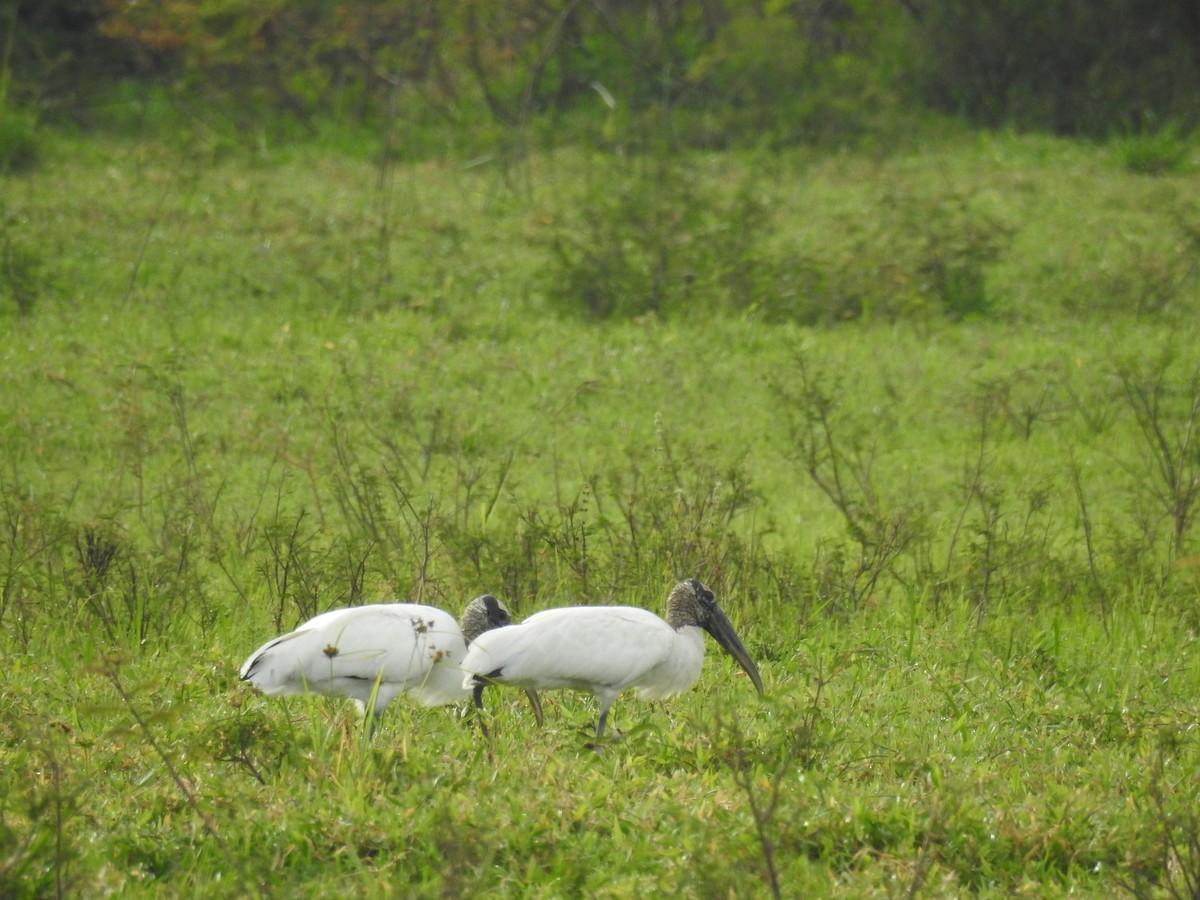 Wood Stork - Romel Romero