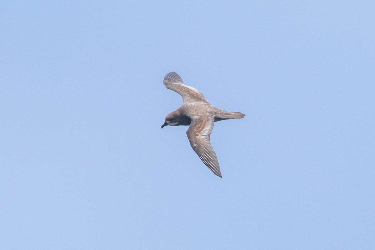 Murphy's Petrel - ML341921841