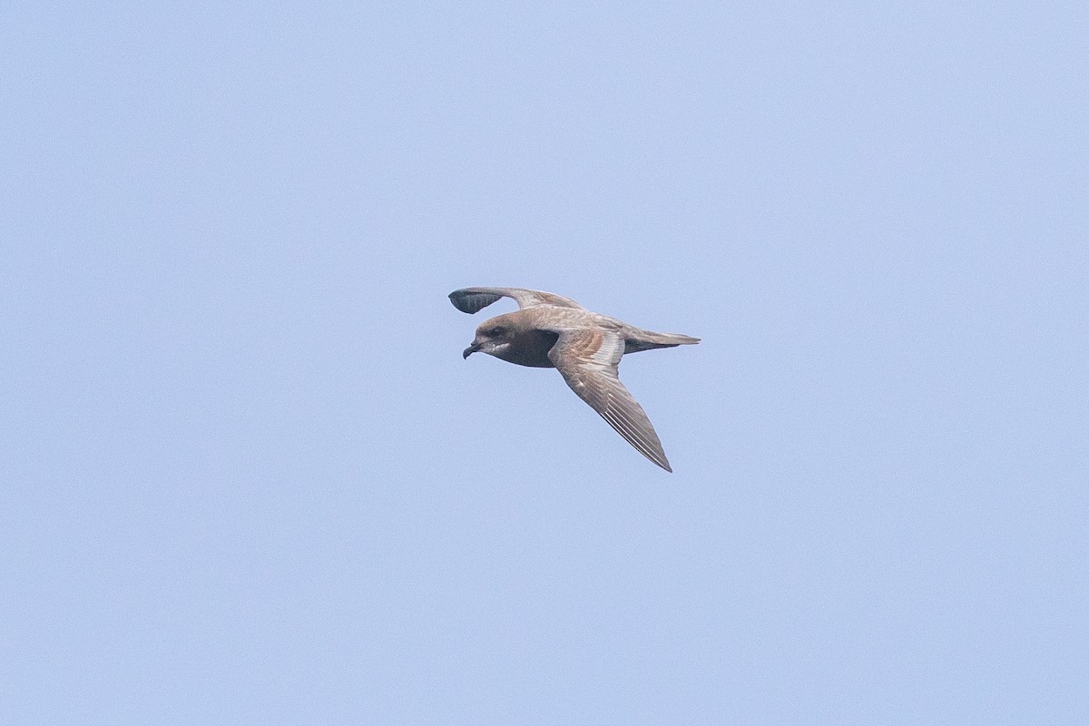 Murphy's Petrel - ML341921891