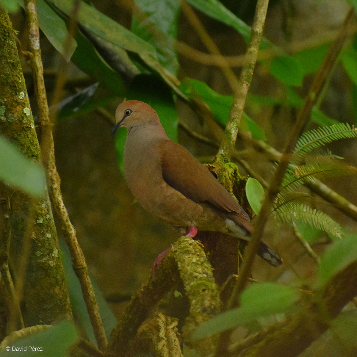 Gray-chested Dove - ML341922531