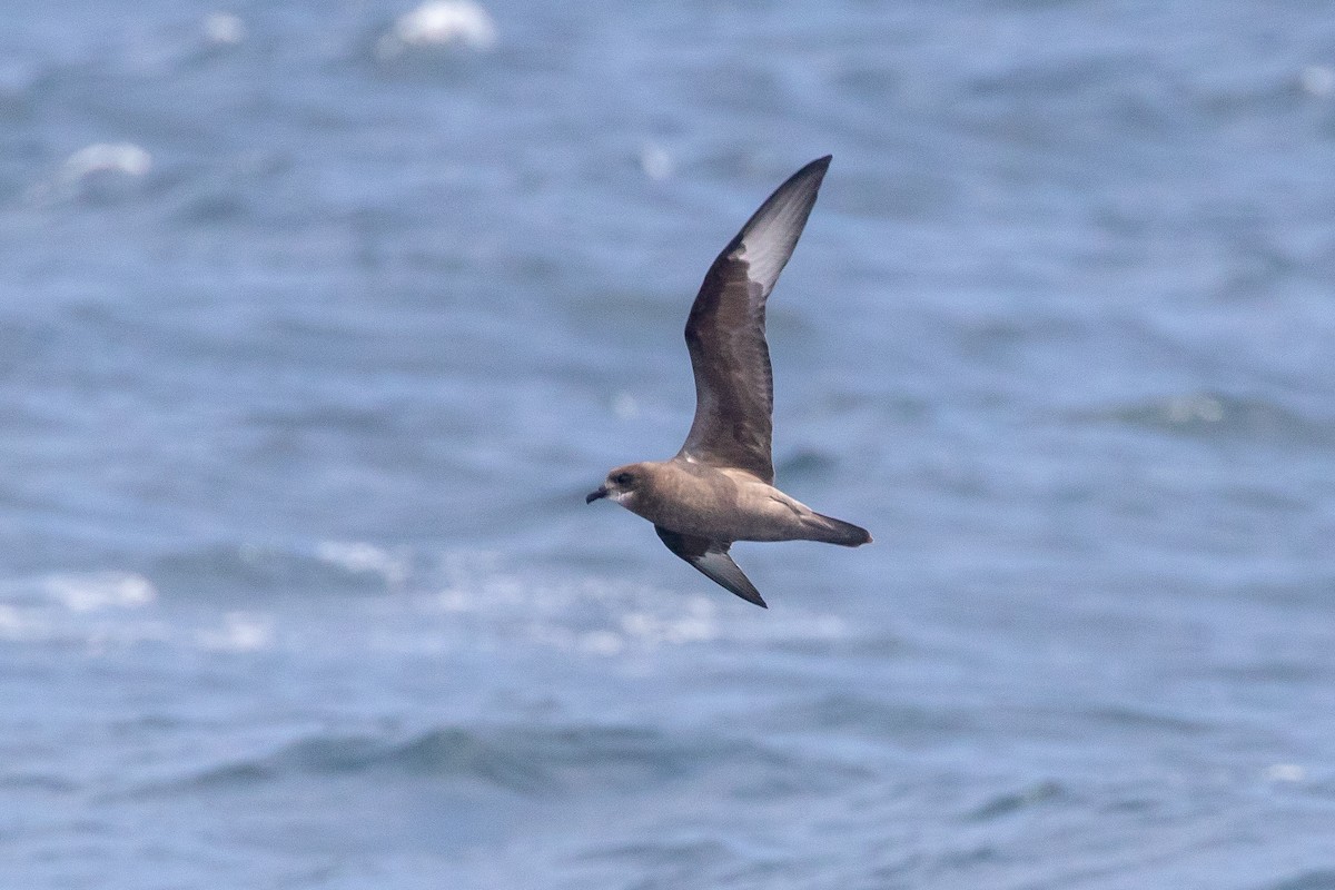 Murphy's Petrel - ML341922621