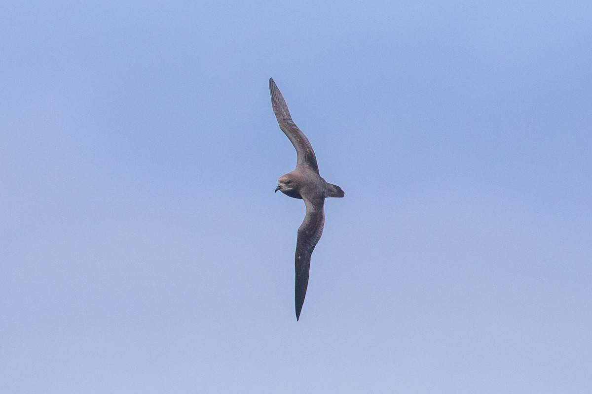 Murphy's Petrel - ML341923101