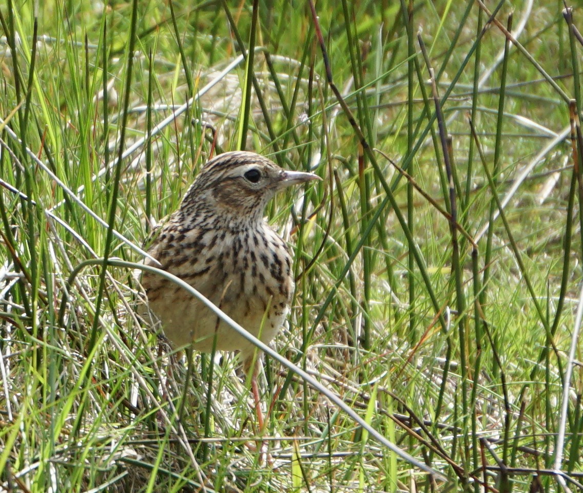 Боролзой болжмор - ML341924601