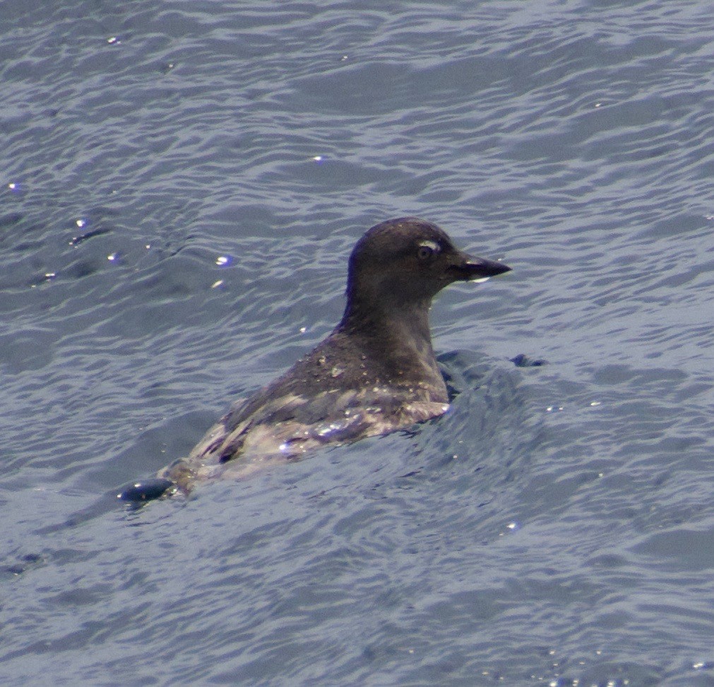 Cassin's Auklet - ML341926411