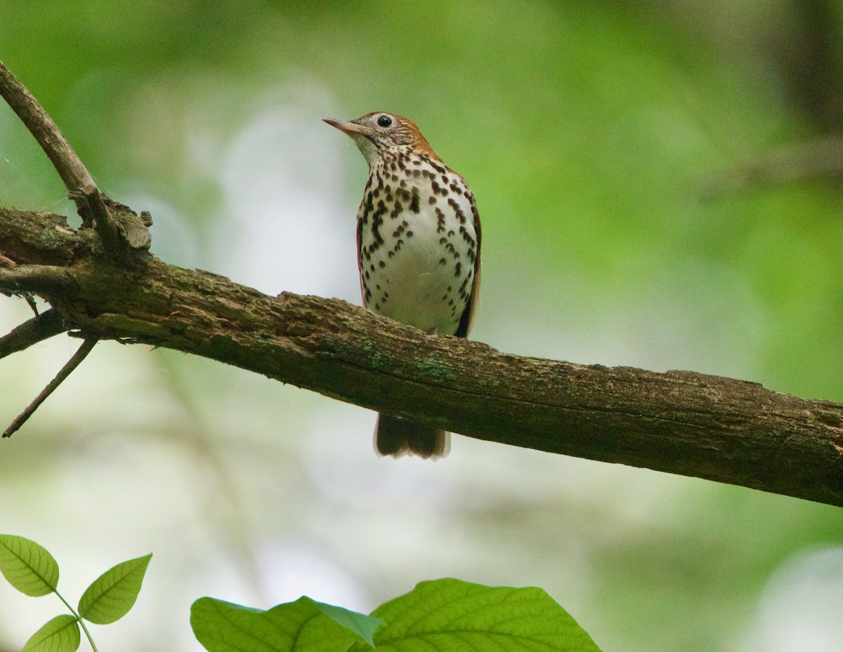 Wood Thrush - ML341926721