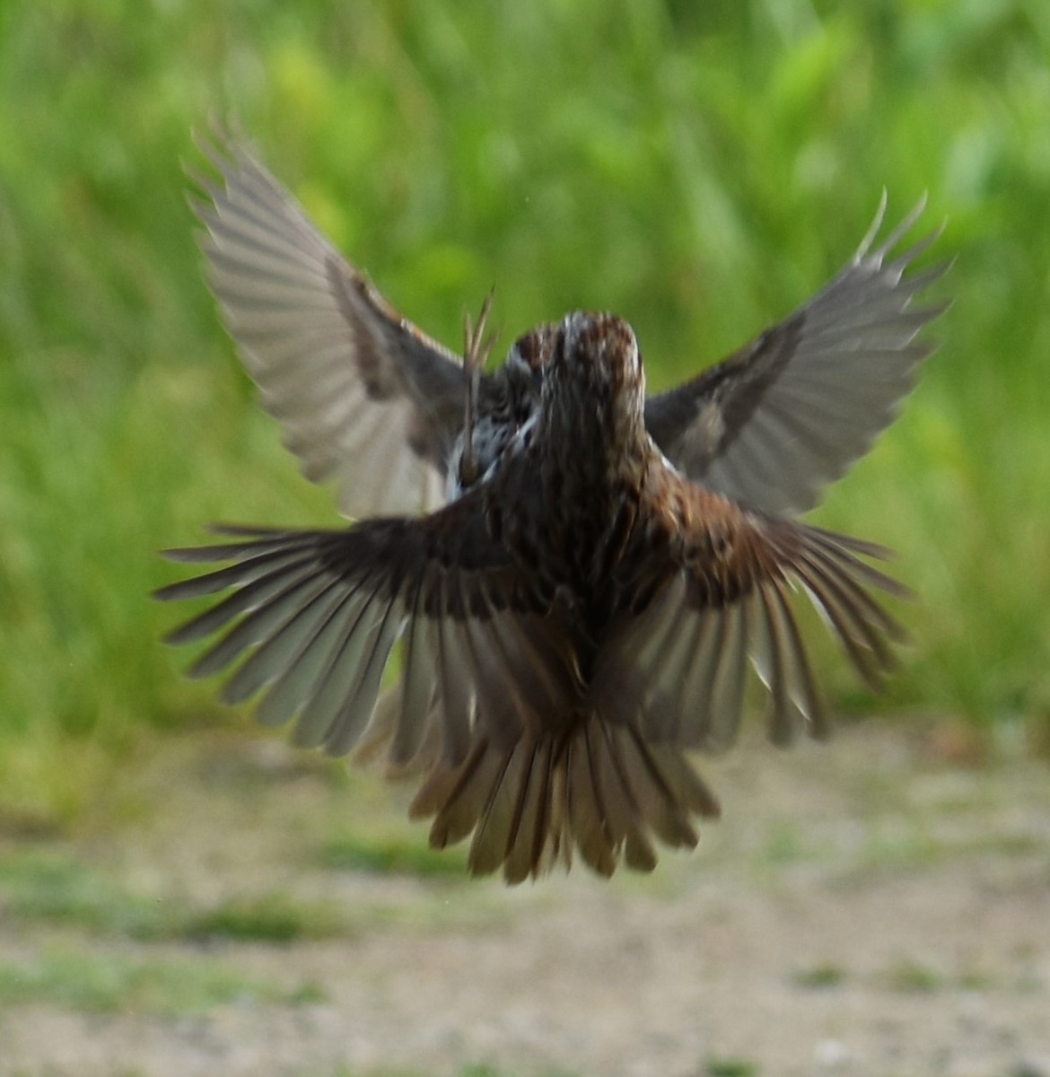 Song Sparrow - ML341927221
