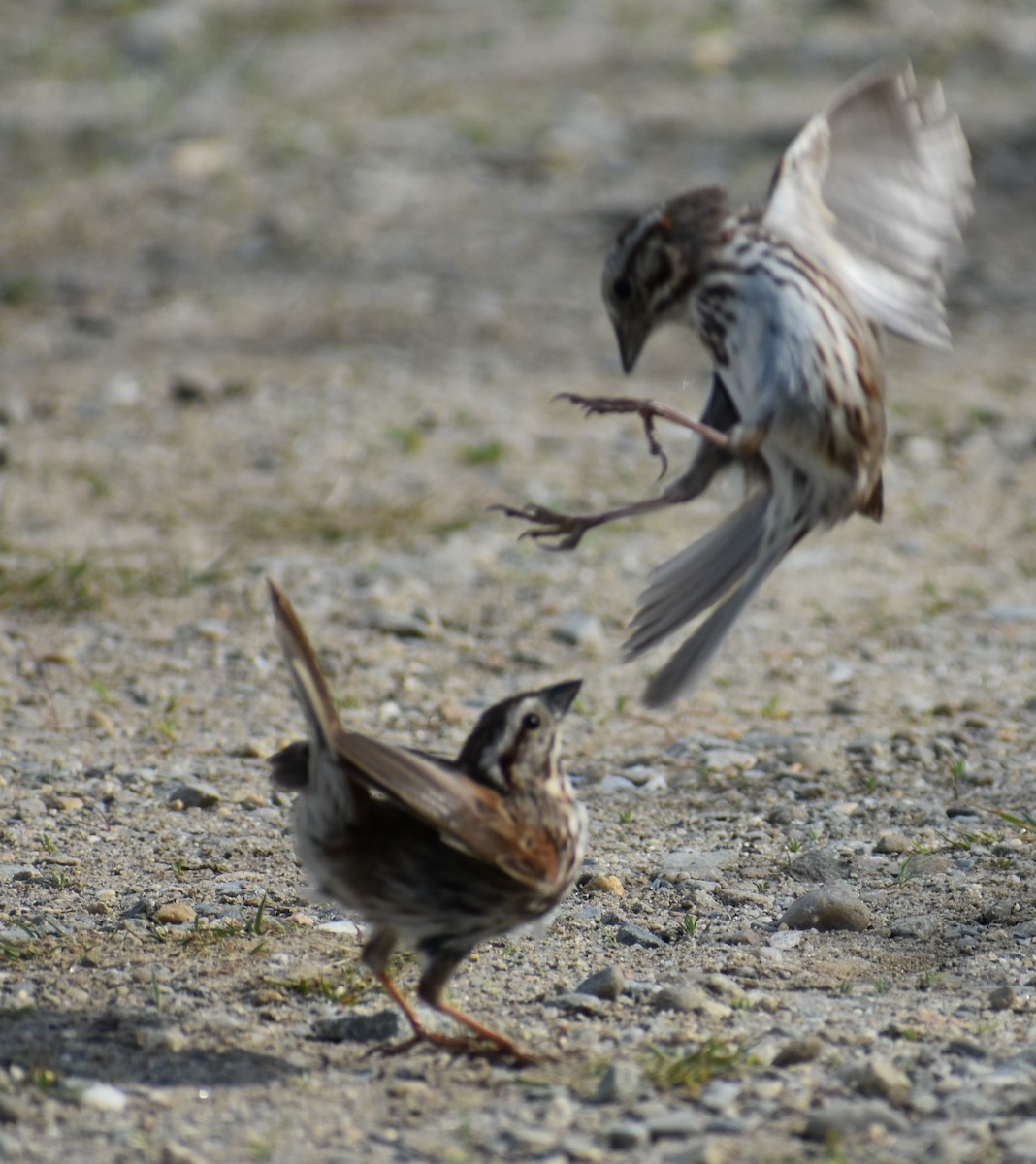 Song Sparrow - ML341927271