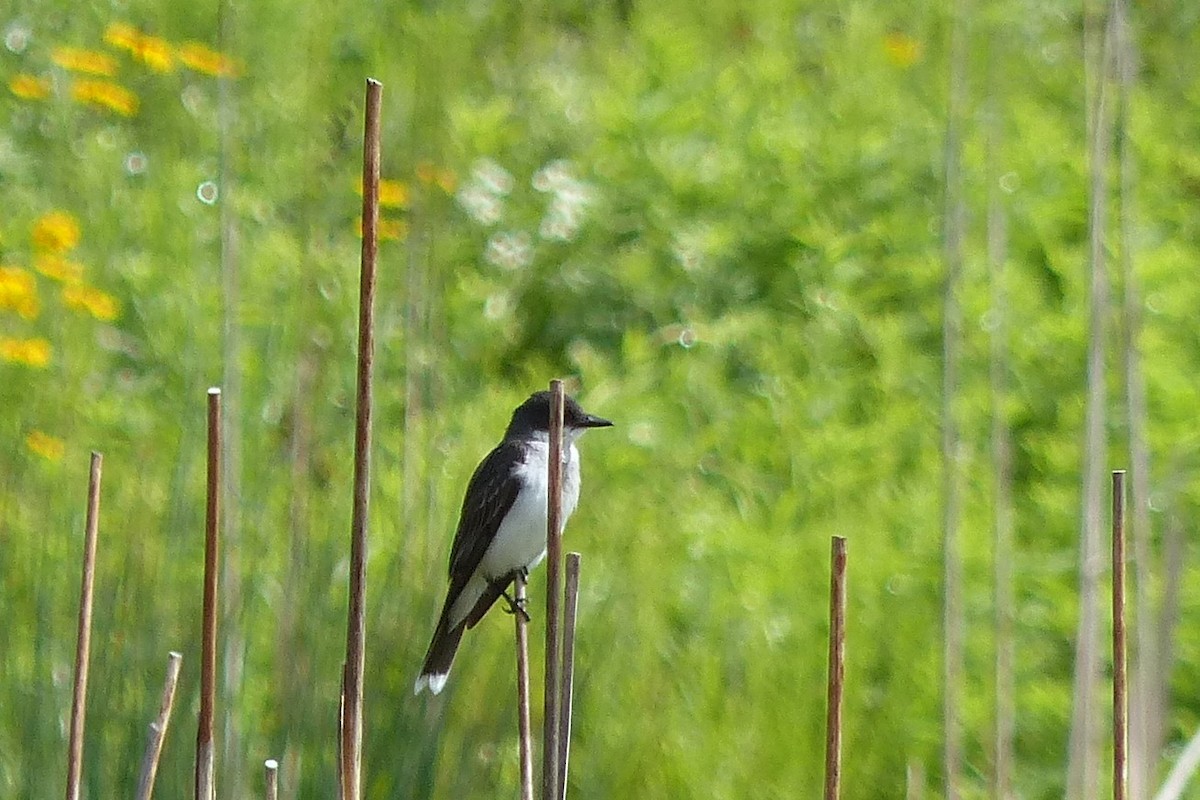 Eastern Kingbird - ML34192821