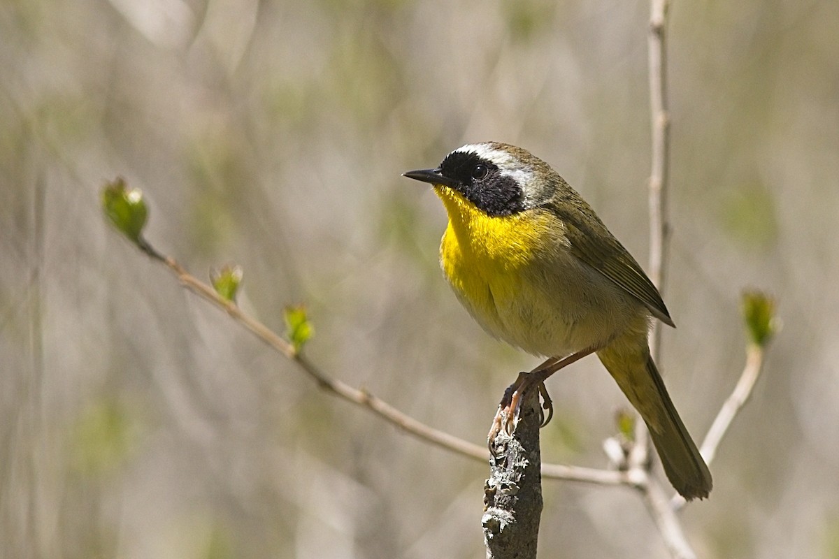 Common Yellowthroat - ML341928481