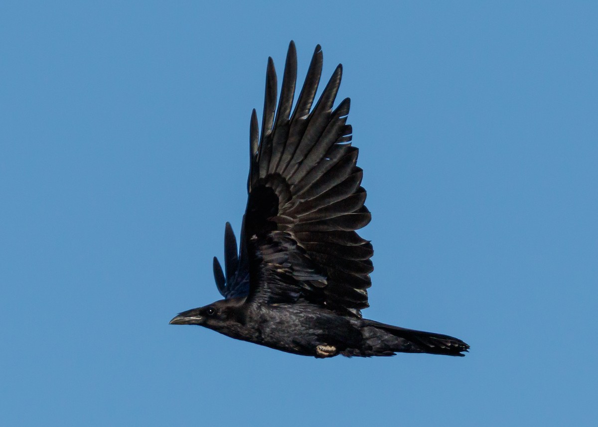 Chihuahuan Raven - ML341928751