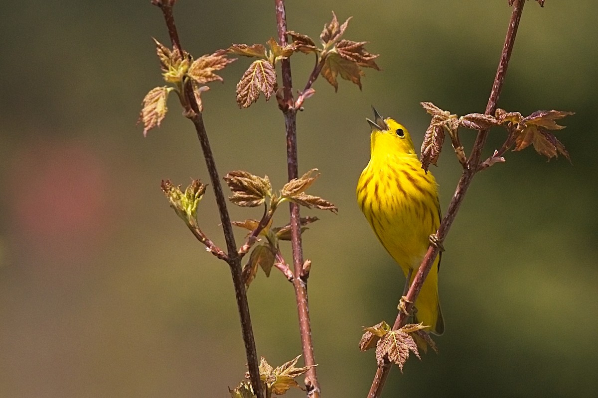 Northern Yellow Warbler - ML341928881