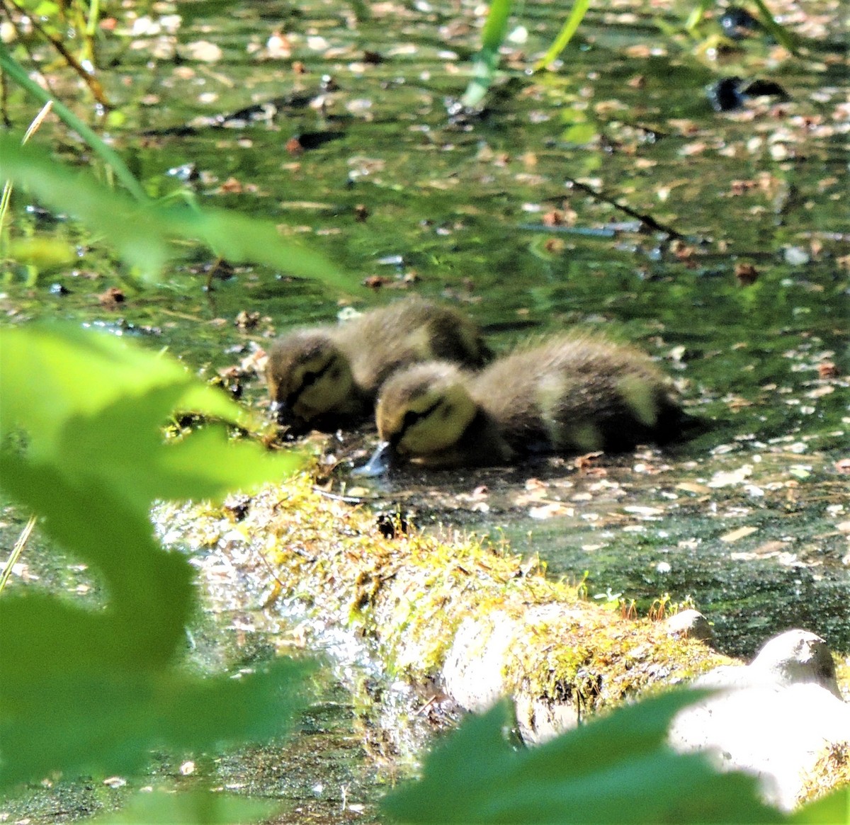 Canard colvert - ML341929061