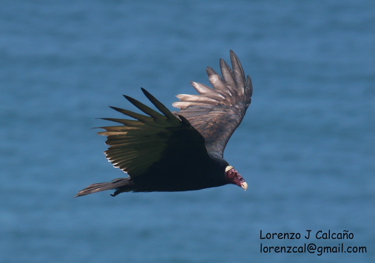 Turkey Vulture - ML341929151