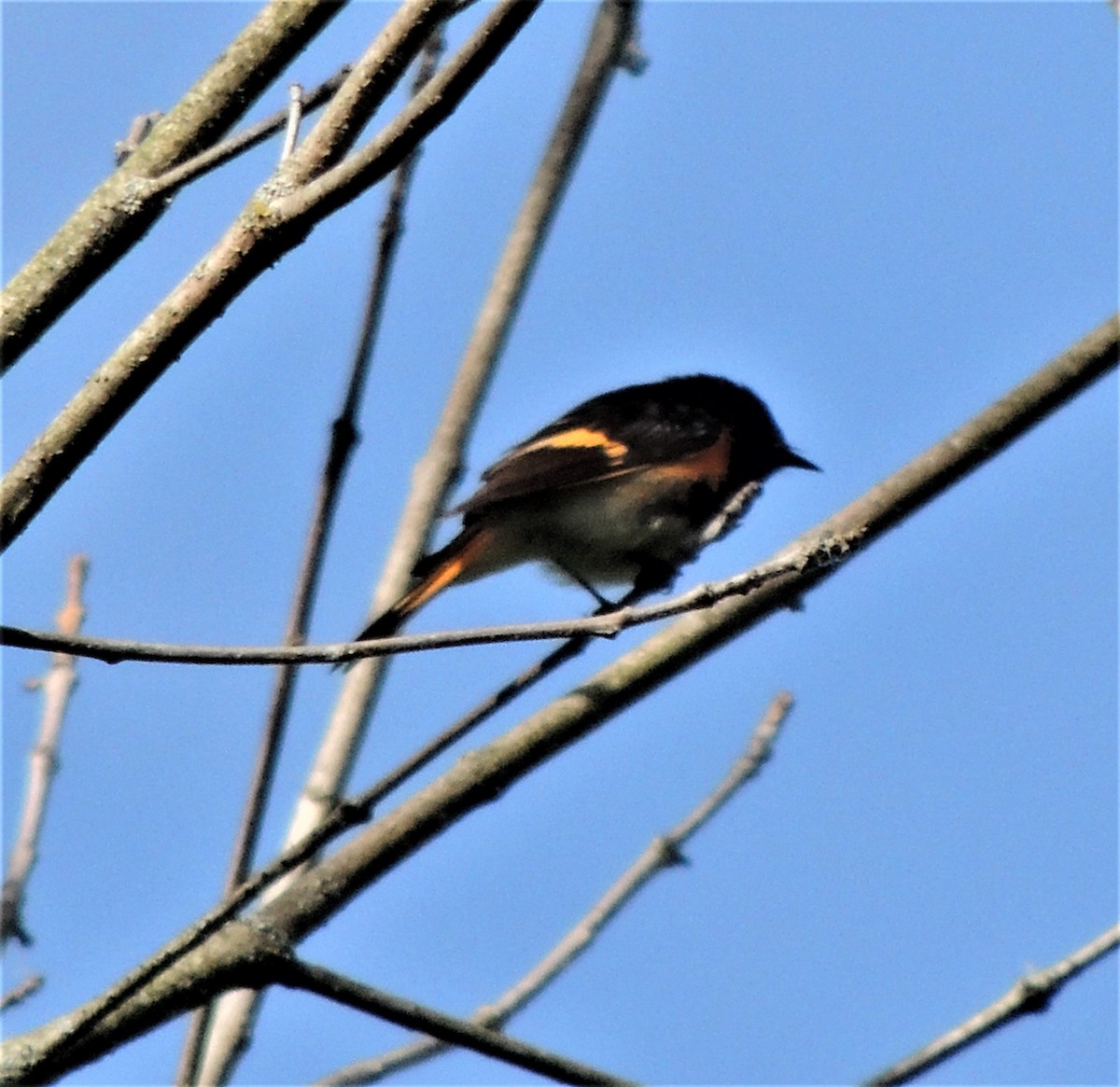 American Redstart - ML341929571