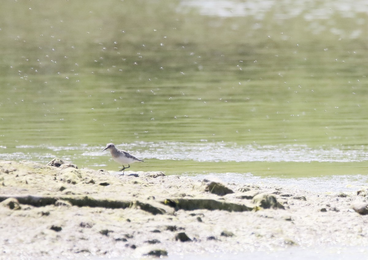 Baird's Sandpiper - ML341932731