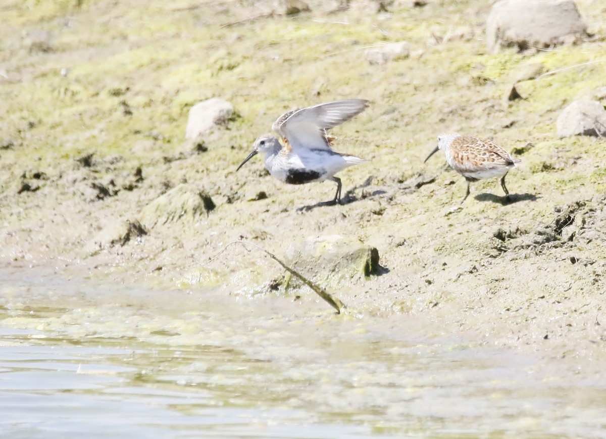 Dunlin - ML341932841