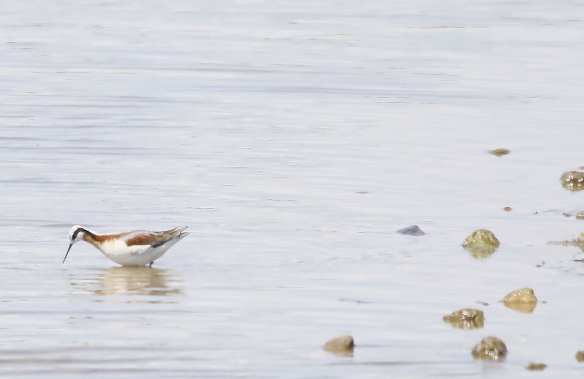 Wilson's Phalarope - ML341933091