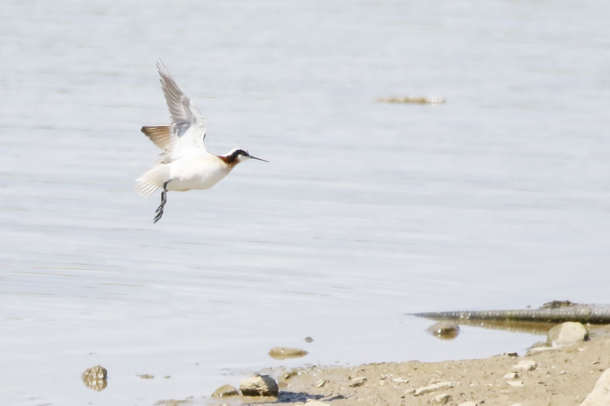 Wilson's Phalarope - ML341933101