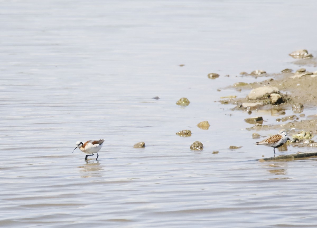 Wilson's Phalarope - ML341933111