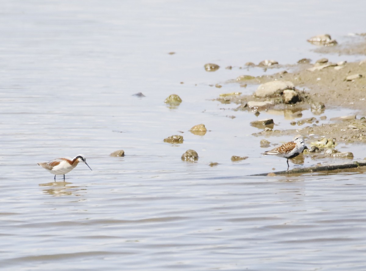 Wilson's Phalarope - Liz Peters - MacDonald