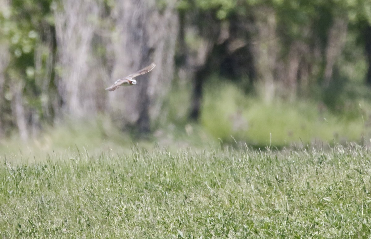 hvithalesvømmesnipe - ML341933131