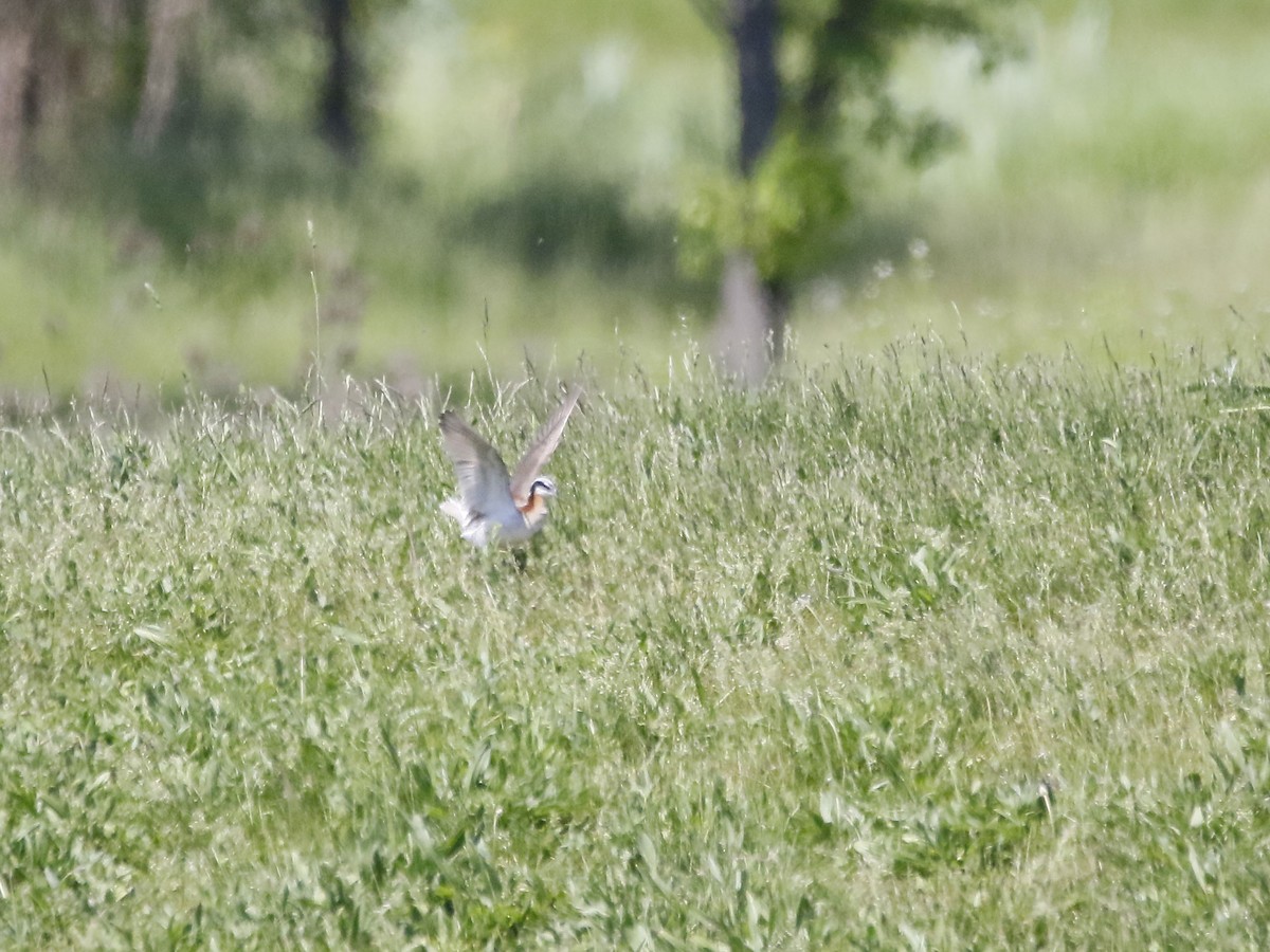 Wilson's Phalarope - ML341933141