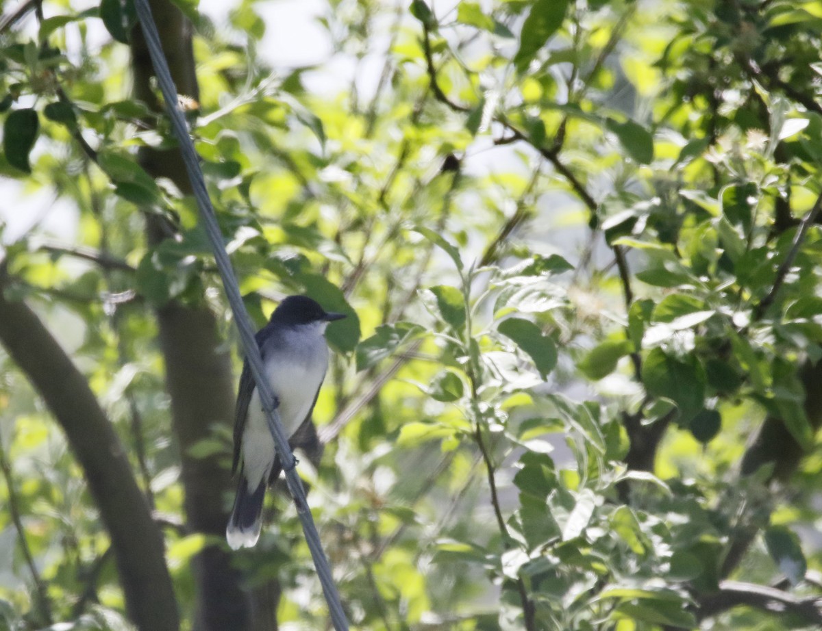 Eastern Kingbird - ML341933401