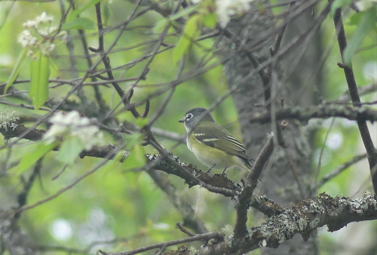 Blue-headed Vireo - ML341935591